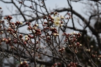 梅の花１