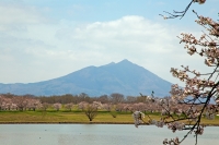 桜と筑波山